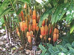 CairnsTC039 Jardin Botanique 039